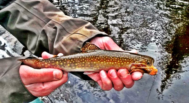 Yooper Brookie trout fly fishing