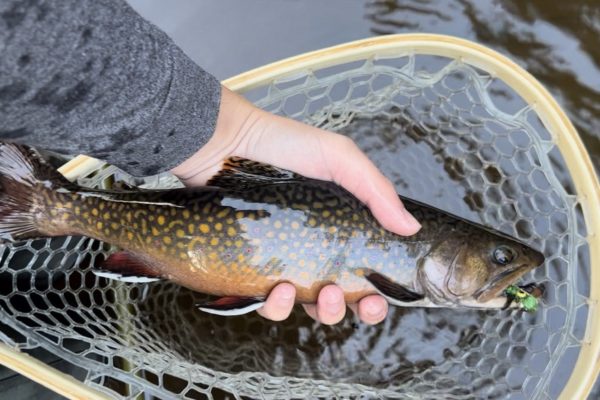 Fishing Report: Fish more active following record-setting heat