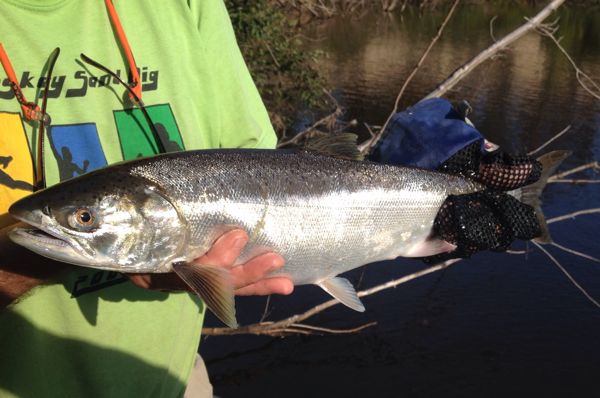 Upper Michigan Fishing Report from Rivers North Guide Service