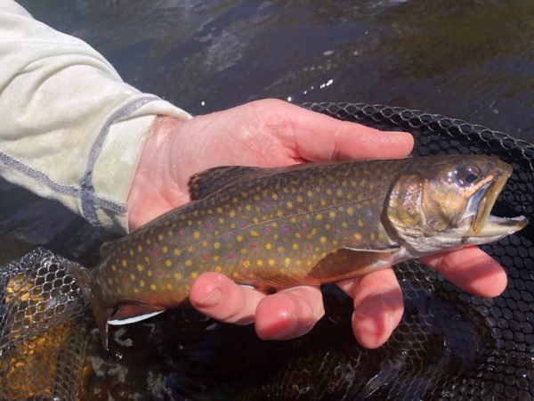 Upper Michigan Fishing Report from Rivers North Guide Service