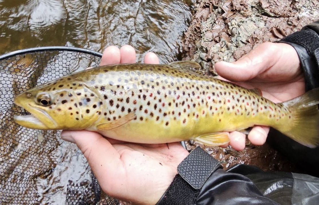 Upper Michigan Fishing Report From Rivers North Guide Service